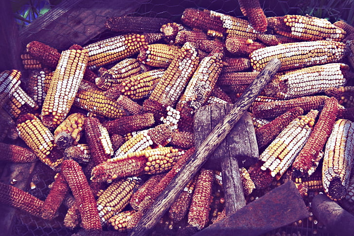 corn, husk, village, crop, produce, feeding, pet food
