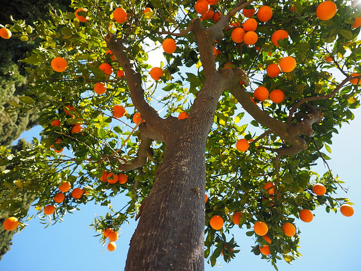 appelsiner, Log, stammen, orange træstamme, frugt, orange træ, orange