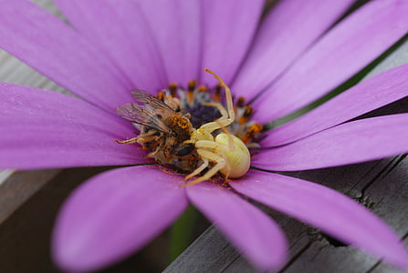 αράχνη, μέλισσα, λουλούδι, φύση