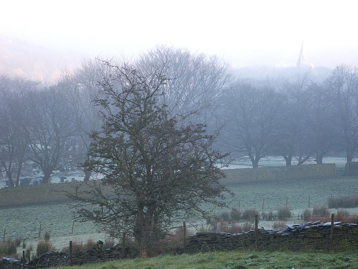 trees, mist, morning mist, dew, misty, cold, frost
