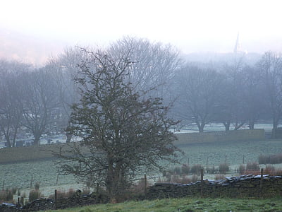 árvores, névoa, névoa da manhã, orvalho, enevoado, frio, geada