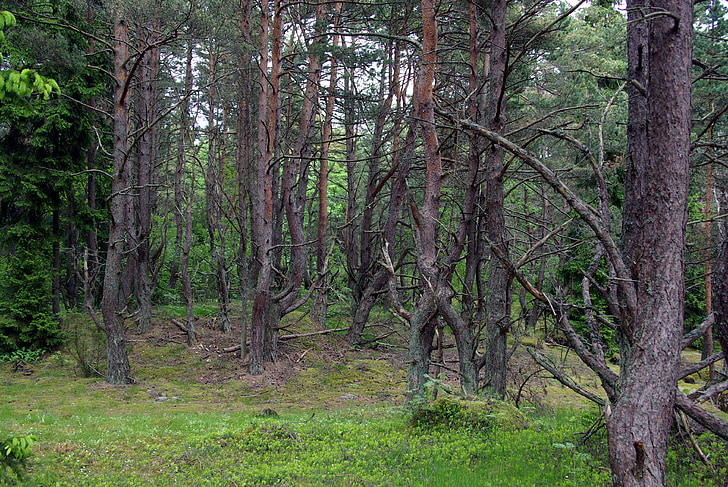 træer, skov, miljø, naturlige, Estland