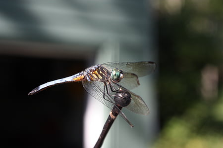 animal, dragonfly, insect, dragonflies, nature, animals, bugs