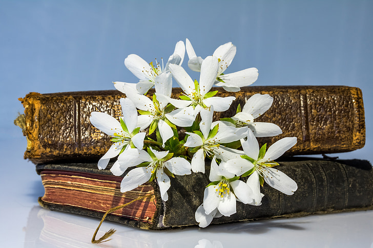 ornamental cherry, dwarf cherry, kuril cherry, white flowers, books lying, old books, past