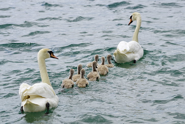 лебеди, семейство, лебед, вода, бяло, птица, младите