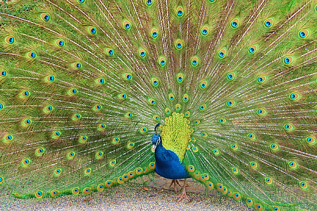 peacock, bird, feather, kurpark, bad krozingen