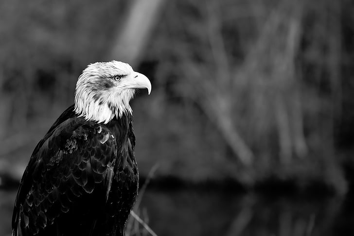 Adler, Raptor, lind, röövlind, jälgides, istudes, heraldiline looma