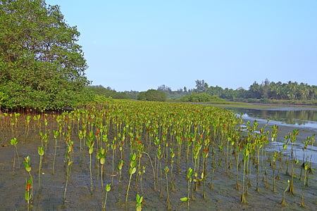 manglar, plantas de semillero, plantación de, Creek, bosque de marea, Karwar, India