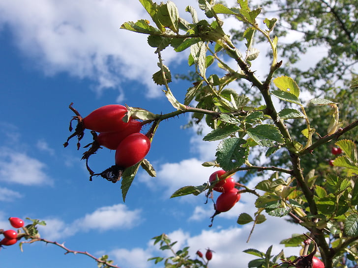 Rose hip, ovoce, podzim, červená, Příroda, sammelfrucht