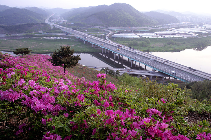 drift röd, motorvägen till, våren, Rhododendron indicum sweet, Gil, Daegu