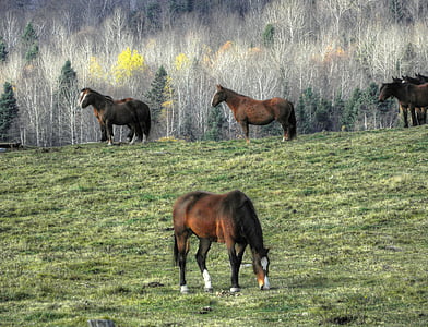 cavalls, tardor, natura, color, paisatge, cavall, animal