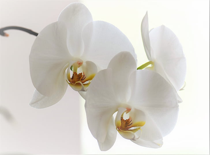 Orchid, blomst, Blossom, blomst, anlegget, natur, hvit