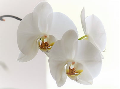 Orhideja, puķe, zieds, Bloom, augu, daba, balta