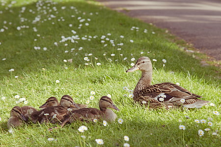 duck, animal, young, young animal, water, bird, water bird