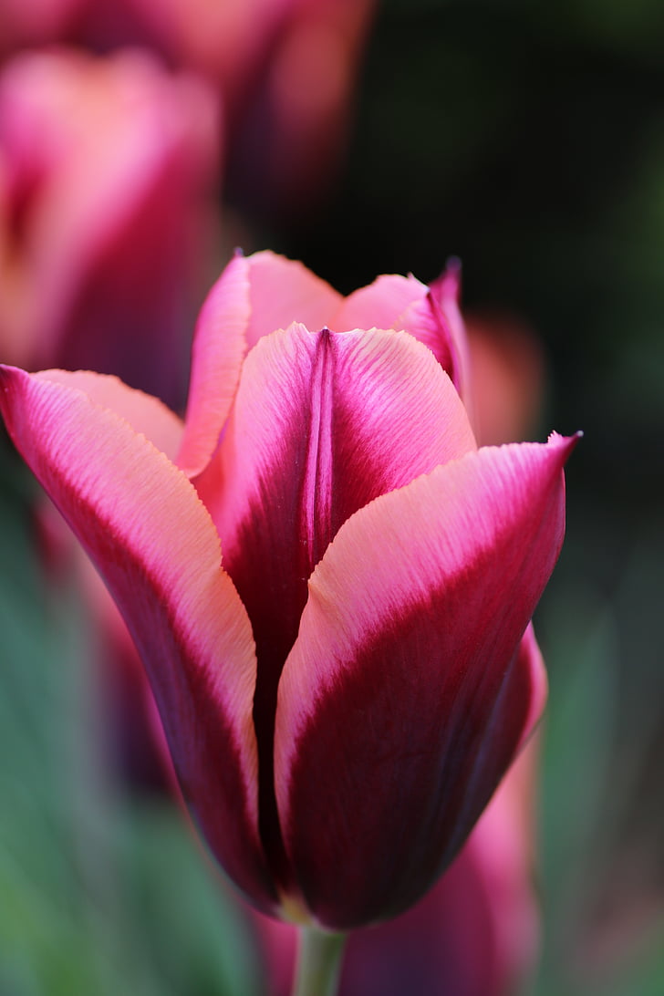 tulipán, rózsaszín, tavaszi, virág, természet, virágzó, Bloom