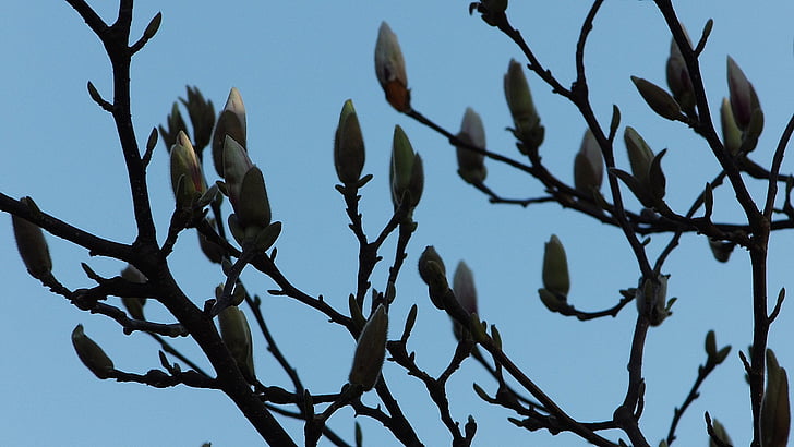 Magnolia, primavara, floare, floare, gradina, copac, natura