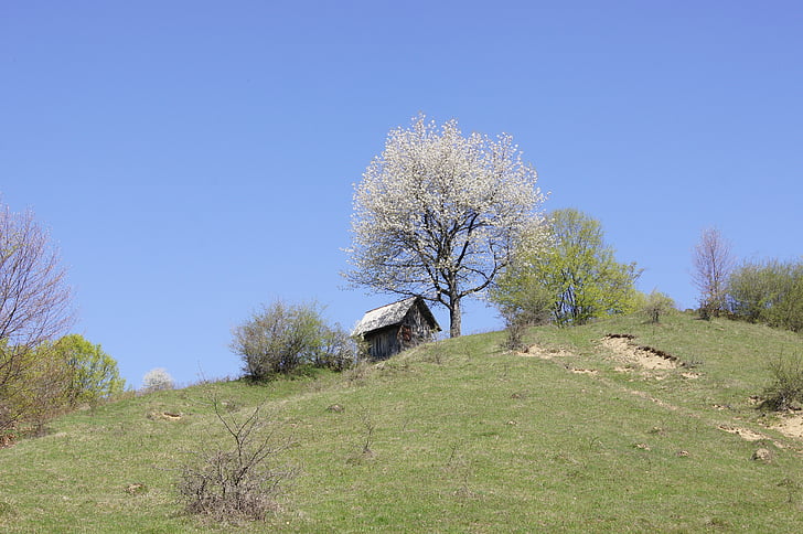 landscape, hill, tree, bloom, blossom, cottage, romania