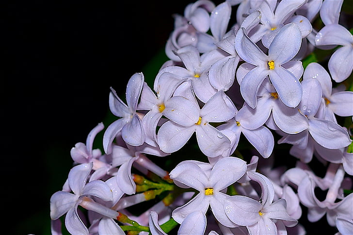 ungu, bunga, mekar, musim semi, putih, alam, bunga