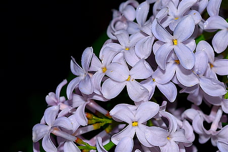 Lilac, Hoa, nở hoa, mùa xuân, trắng, Thiên nhiên, Hoa