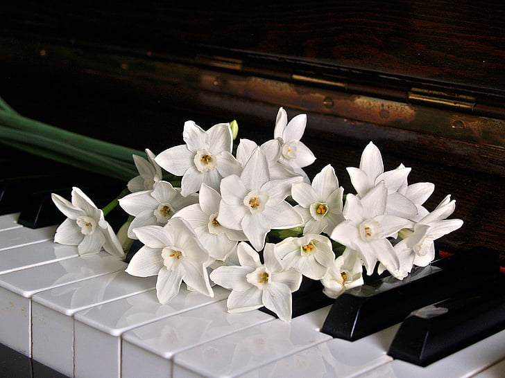 klavieres, atslēgas, baltās narcises, ziedi, melna, balta, piezīmes