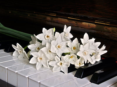 piano, toetsen, jonquils, bloemen, zwart, wit, notities