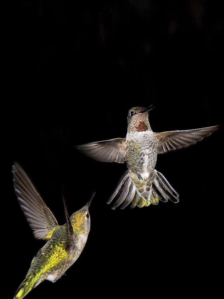 hummingbird, night, bird, animals, flying, fluttering, one animal