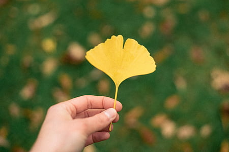 person, holding, yellow, petal, flower, beauty, hand