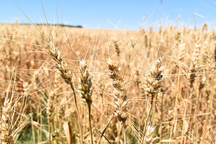 wheat, cereal, field, agriculture