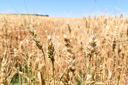pšenice, z obilovin, pole, zemědělství