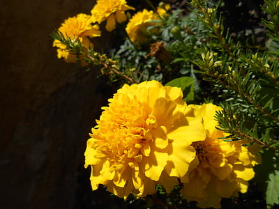 Marigold, bunga, bunga, Blossom, mekar, musim panas, Marigold