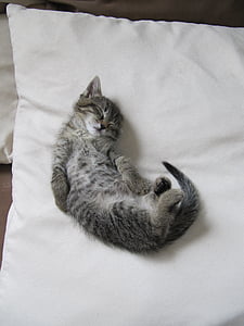 γατάκι, γάτα, Χαριτωμένο, νεαρή γάτα, κατοικίδια γάτα, στον ύπνο, Γλυκό
