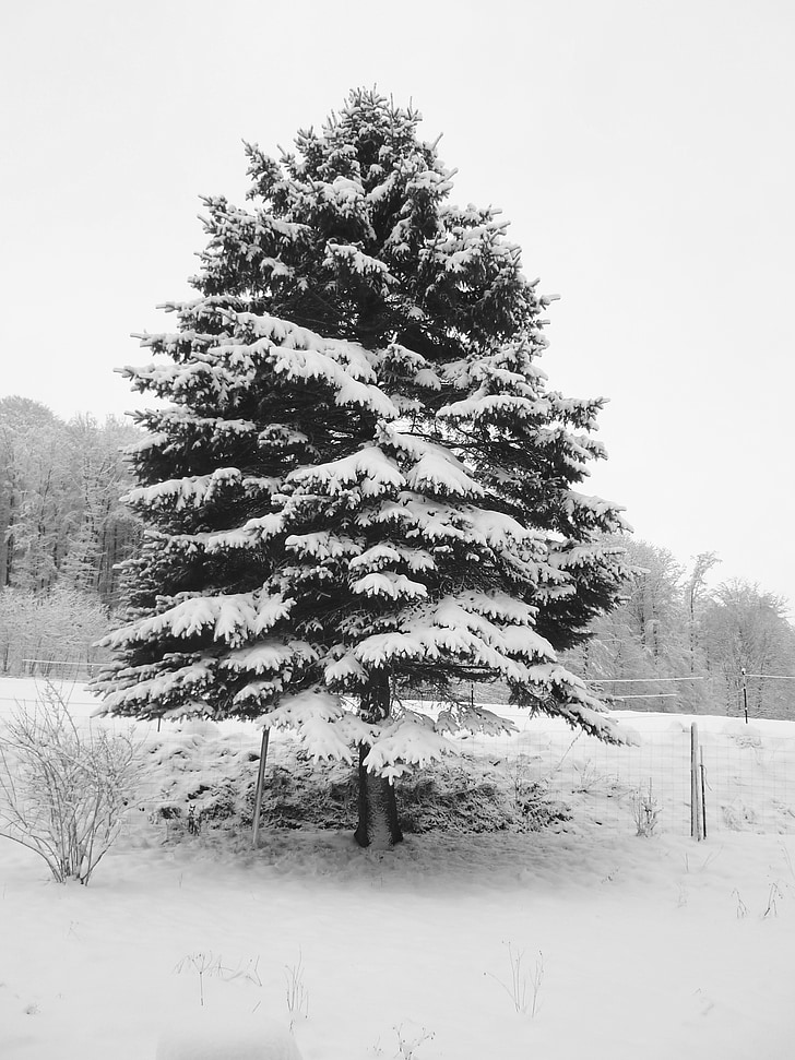 neve, abete, albero di Natale, inverno, Natale, paesaggio, natura