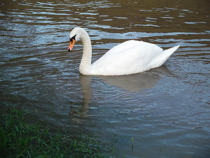 Swan, pasăre de apă, mândria, înot, animale, Lacul, elegant