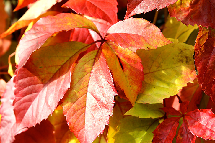 wine partner, fall foliage, grape crop, wine, red, autumn, leaf