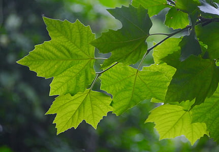 Acer mono, itaya-kaede, ahorn, Kaede, Aceraceae, Acer spp, løvfældende træ