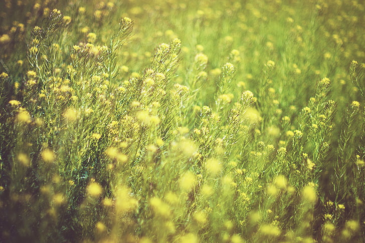 yellow, green, flowers, farm, yard, field, garden