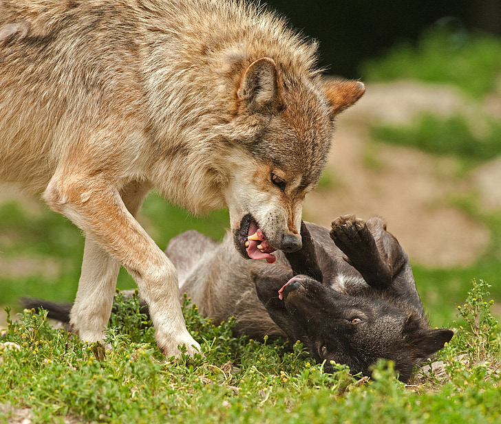 Wolf, Predator, prooi, strijd, aanval, tand, poten