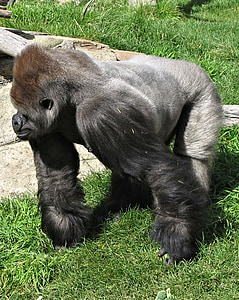 Silverback, gorila, Kalgaris, zoologijos sodas, Kanada, beždžionė, primatas