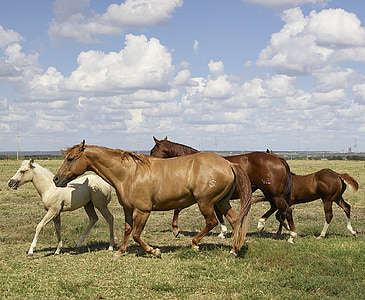 horses, mares, colts, equine, herd, animal, running