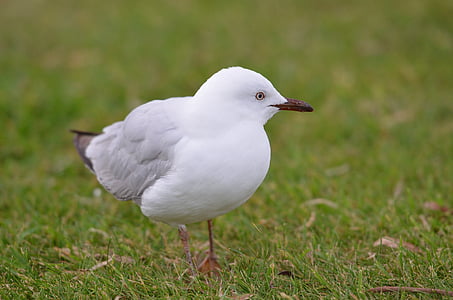 bird, seagull, grass, green, eye, white, beautiful