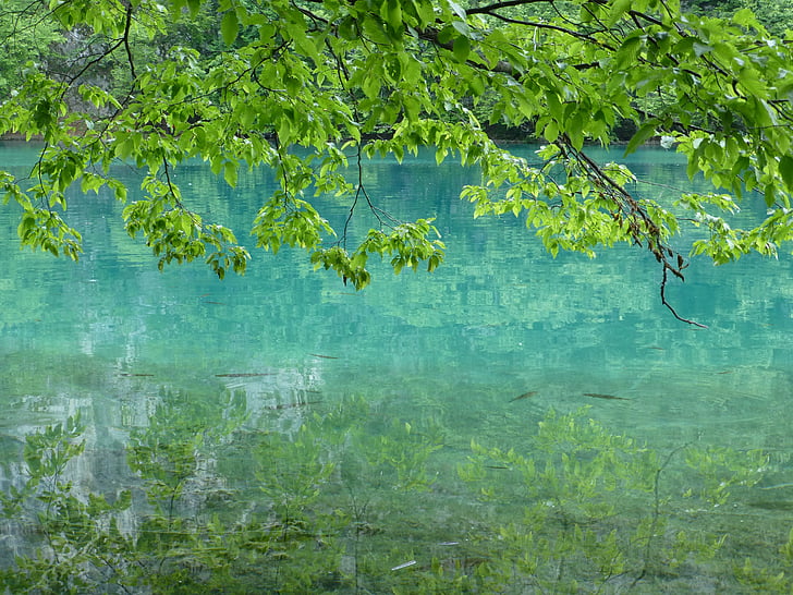 llacs de Plitvice, Croàcia, l'aigua, natura, paisatge, Llac, peix