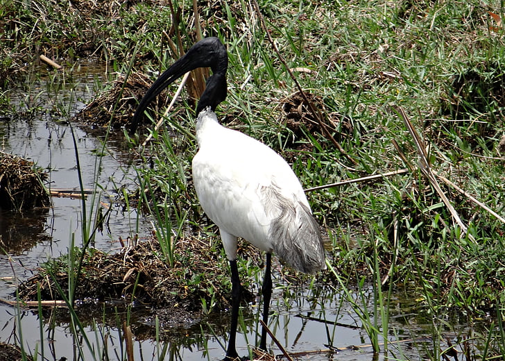 Naurulokki ibis, Ibis, itämainen valkoinen ibis, threskiornis melanocephalus, kahlaaja, lintu, threskiornithidae