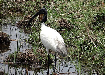 l'ibis capnegre, l'Ibis, ibis blanc oriental, Threskiornis melanocephalus, Escolopàcid, ocell, Tresquiornítid