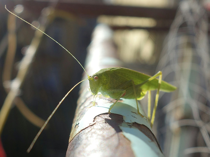 grasshopper, katydid, long probe shrink, insect, animal, close