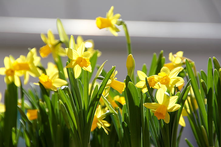 easter, flowers, spring, yellow, flower box, cowslip, daffodils
