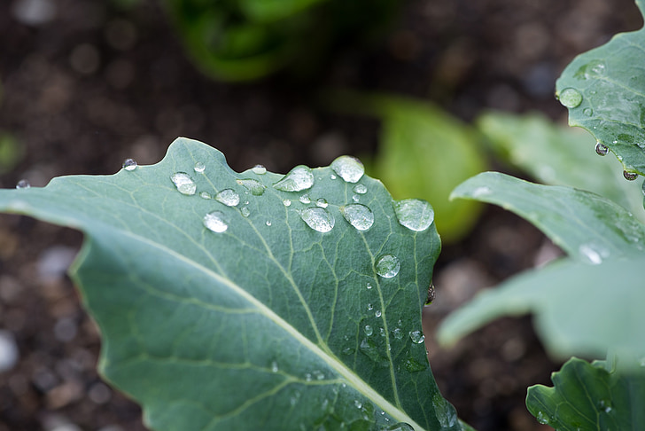leaf, green, green leaf, kohlrabi leaf, drip, drop of water, raindrop