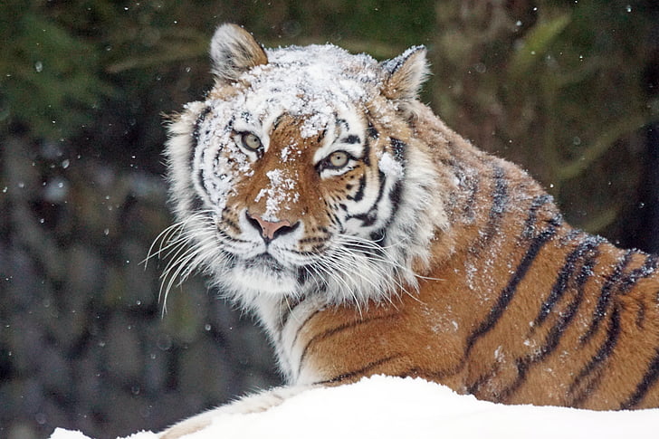 Amurtiger, gato grande, gato, depredador, peligrosos, Tigre, nieve