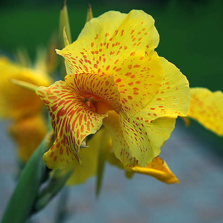 Kanna, flor de Canaan dividit, kiat groc, floració, insolència, close-up, natura