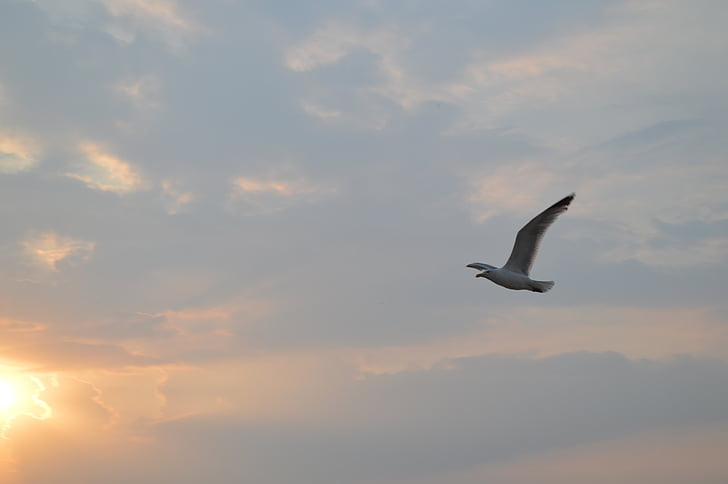 Seagull, Sky, solnedgång, Spiekeroog