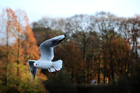 oiseau, Flying, Mouette, nature, animal, photographie, photo